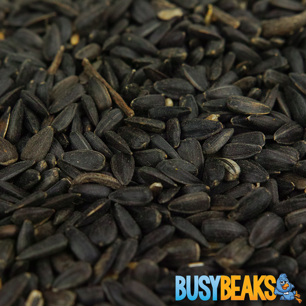 Black Oil Sunflower Seeds