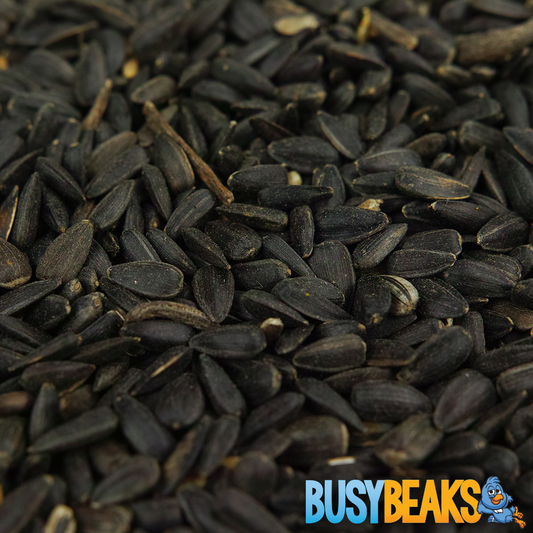 Black Oil Sunflower Seeds