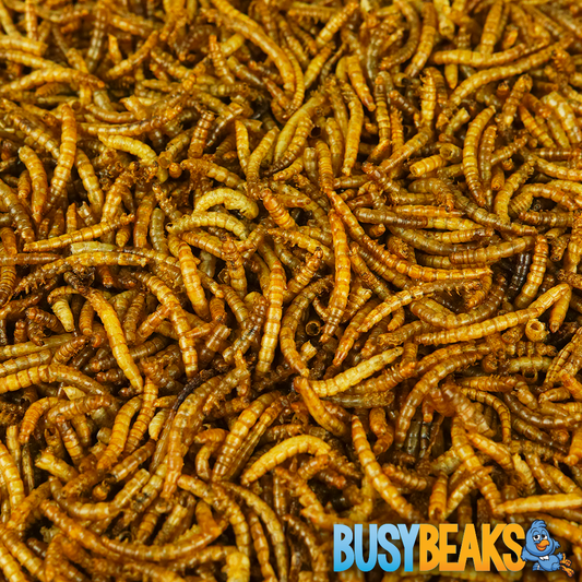 Dried Mealworms