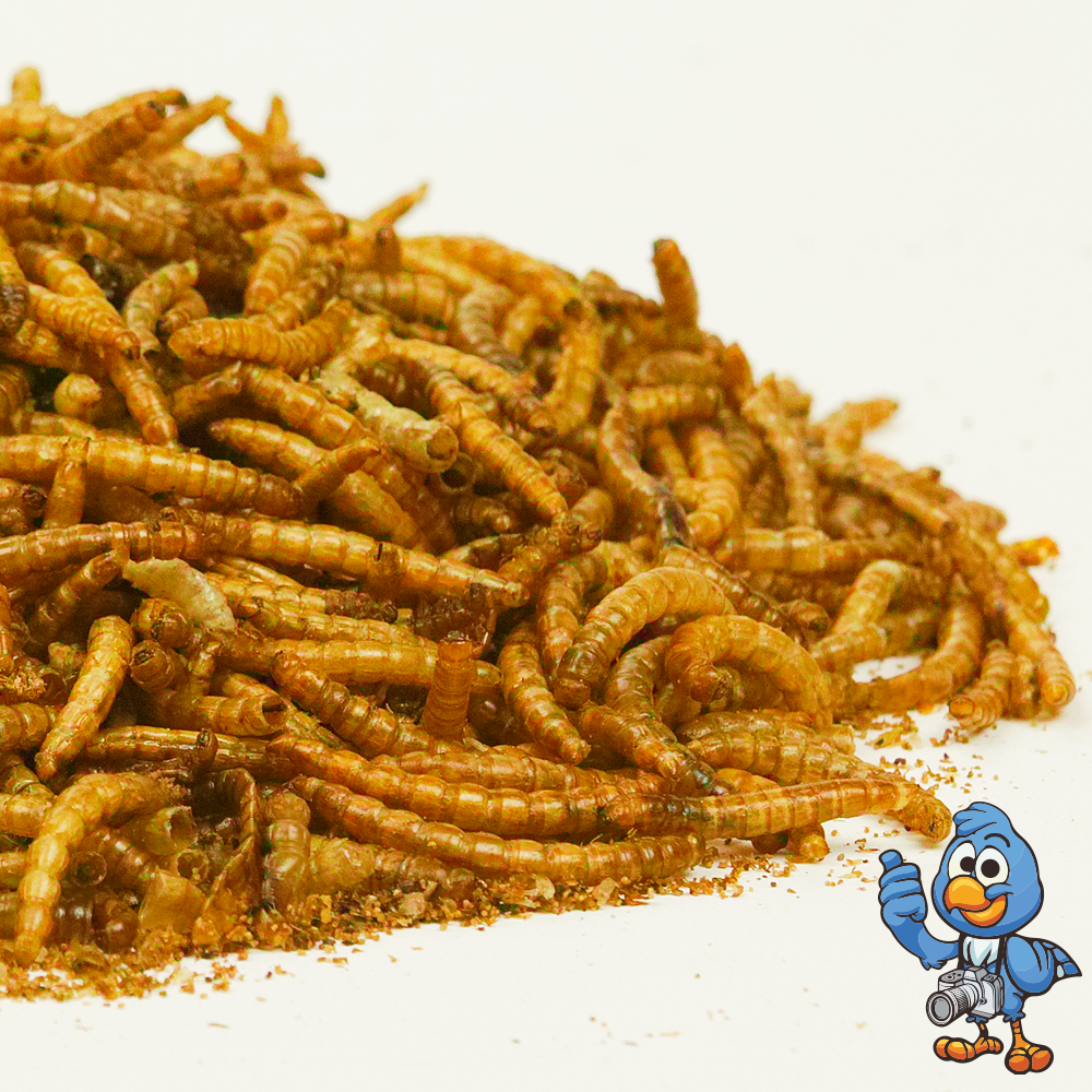 Dried Mealworms