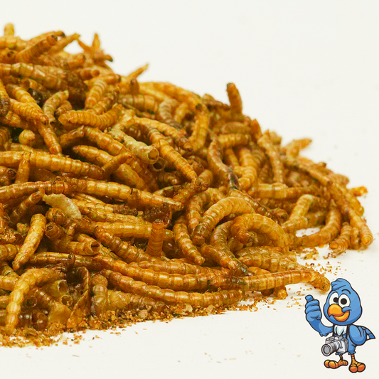 Dried Mealworms
