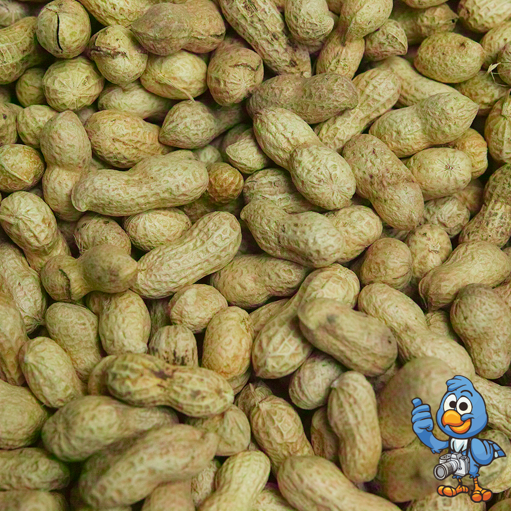 Monkey Nuts