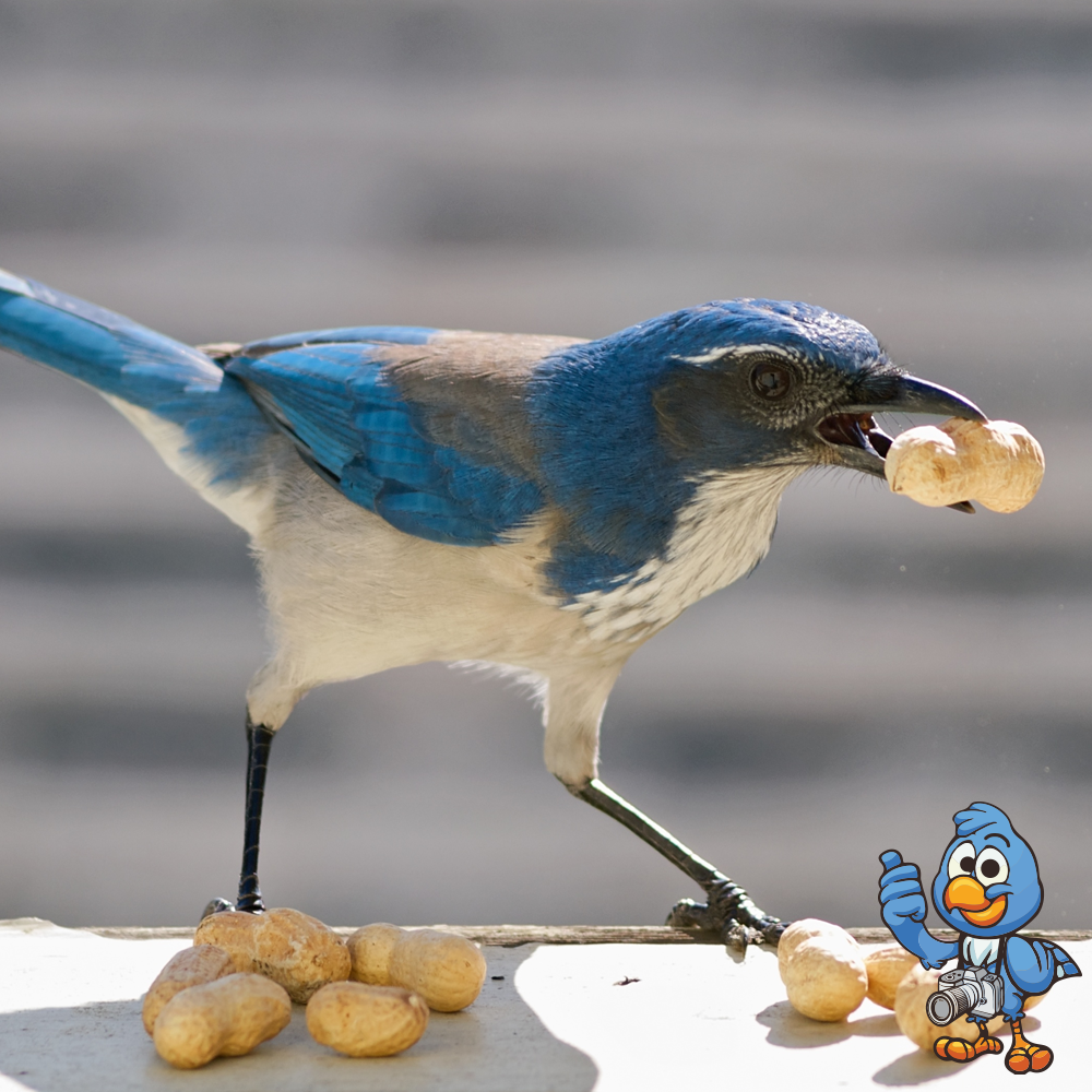 Monkey Nuts