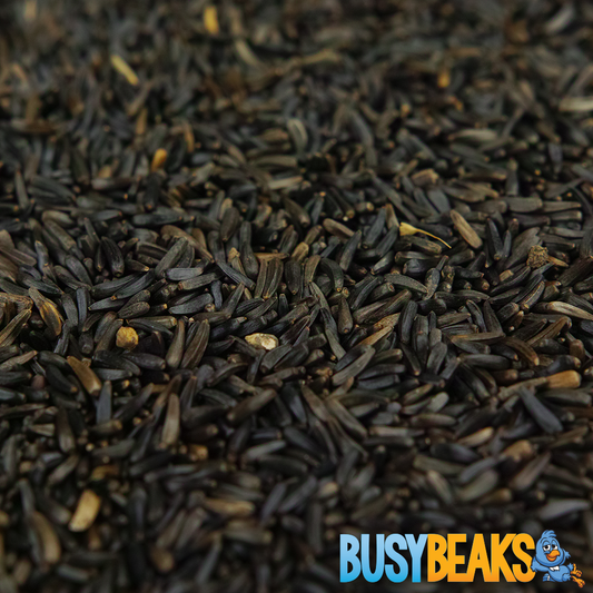 Niger Seeds