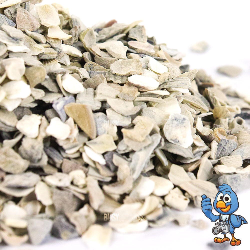 Hen Sized Oyster Shells