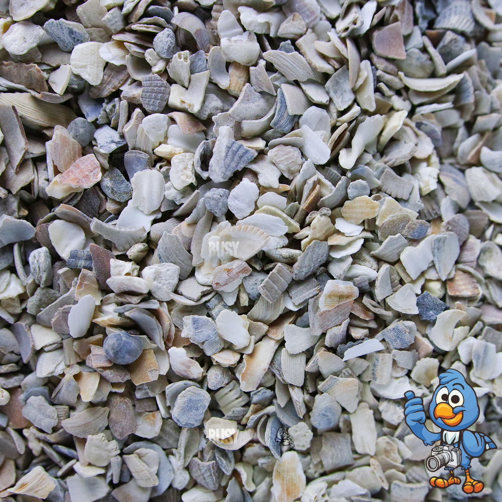 Hen Sized Oyster Shells
