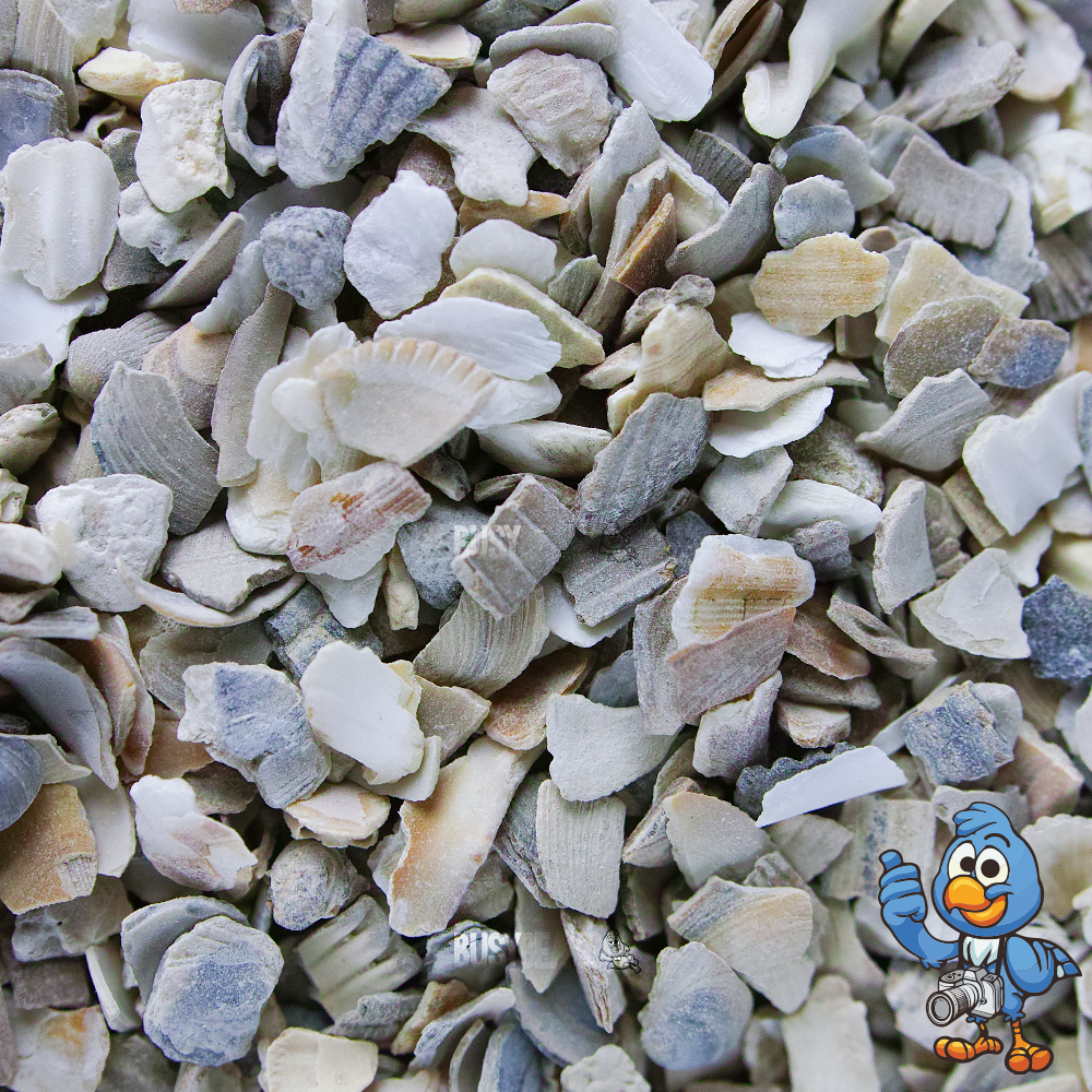 Hen Sized Oyster Shells (Tubs)