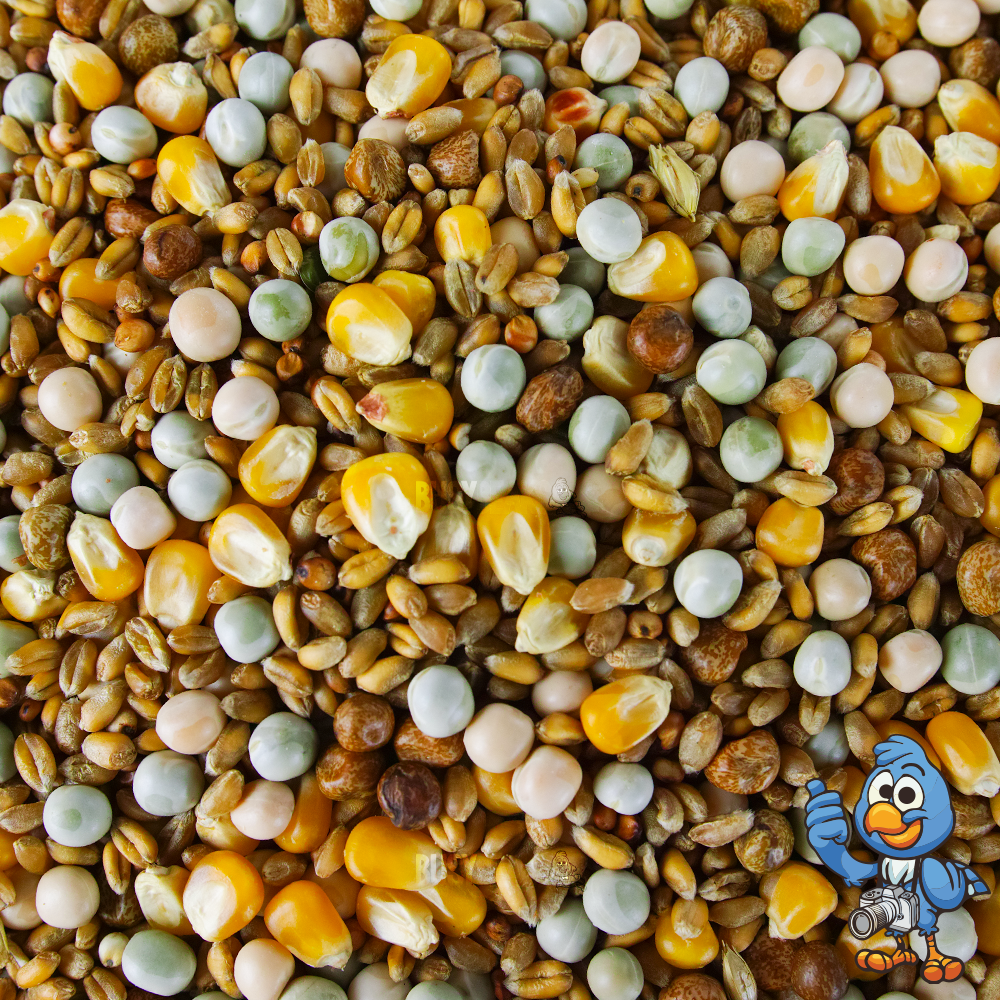 Four Seasons Pigeon Corn