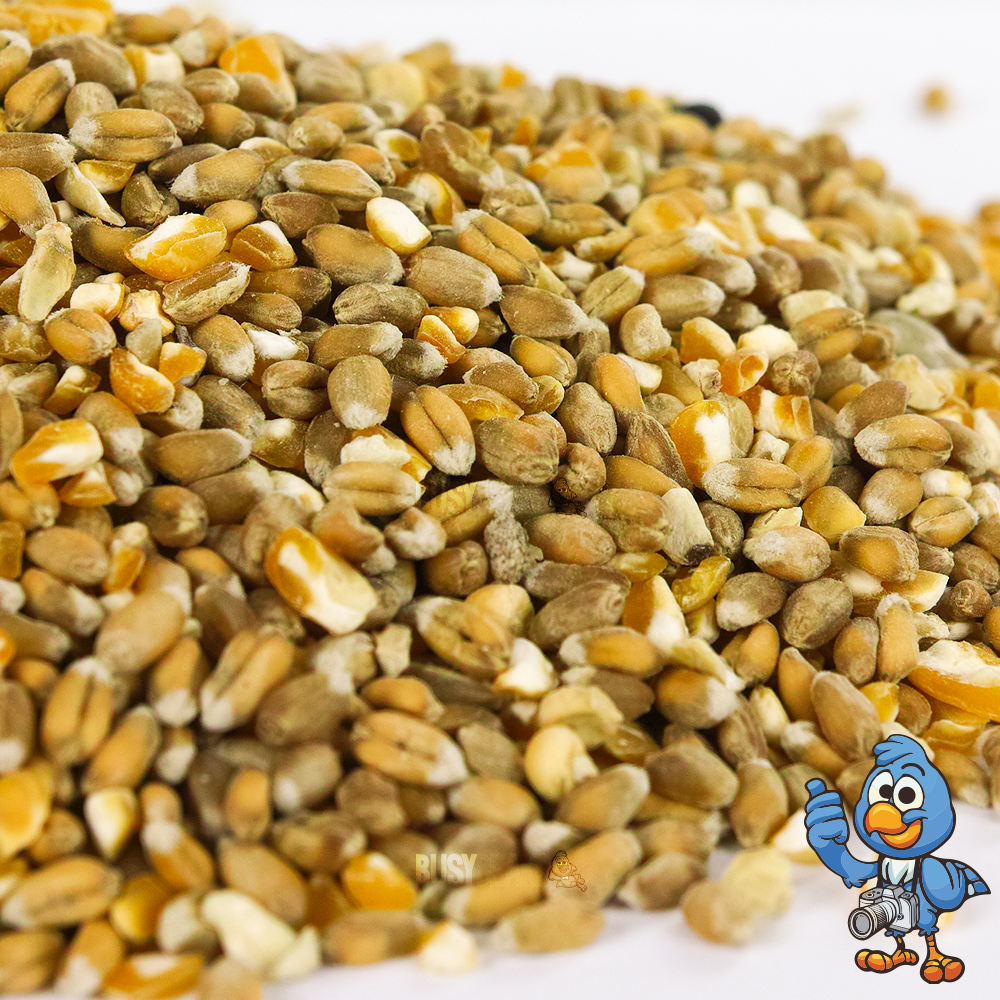 Mixed Poultry Corn