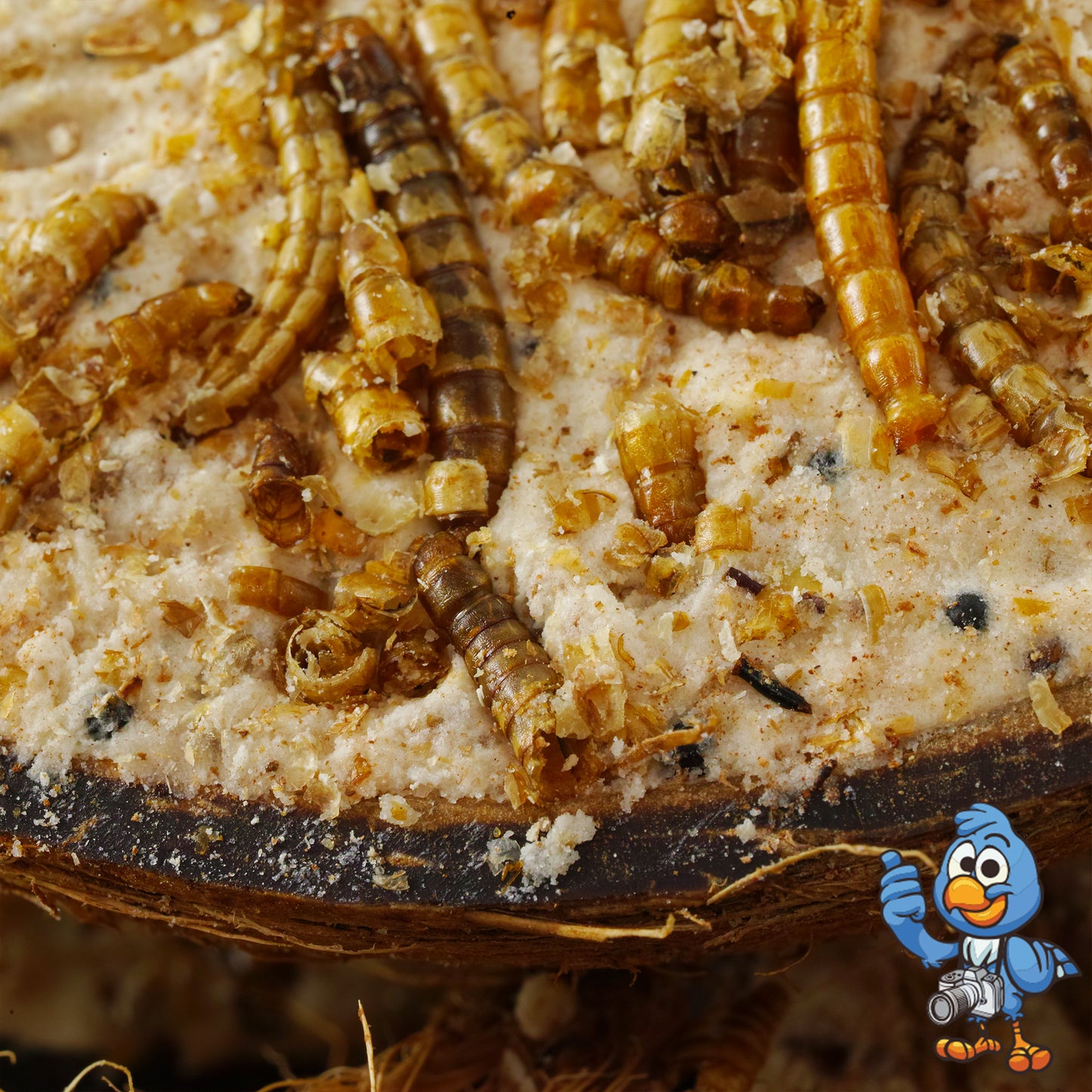 Mealworm Suet Filled Coconut Halves | BusyBeaks