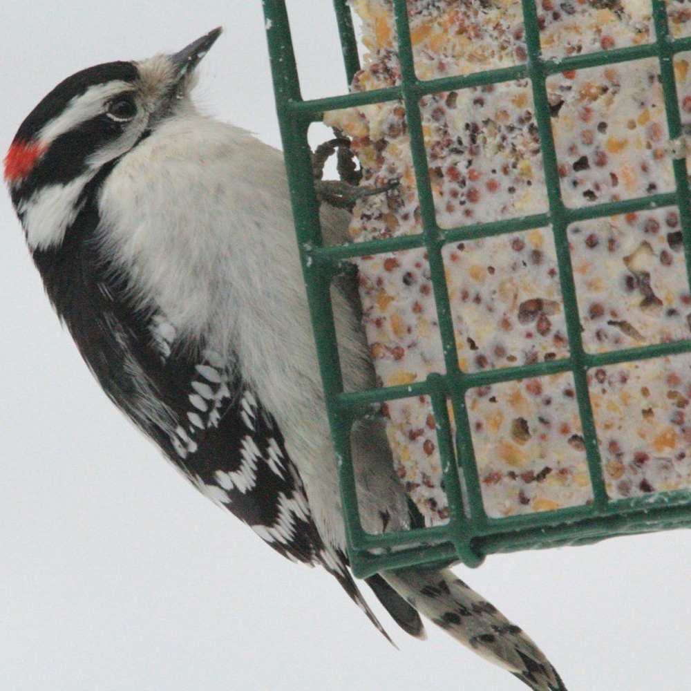 BusyBeaks Mixed Suet Blocks | Premium Garden Bird Food