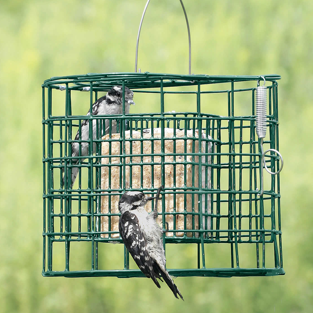 BusyBeaks Mixed Suet Blocks | Premium Garden Bird Food