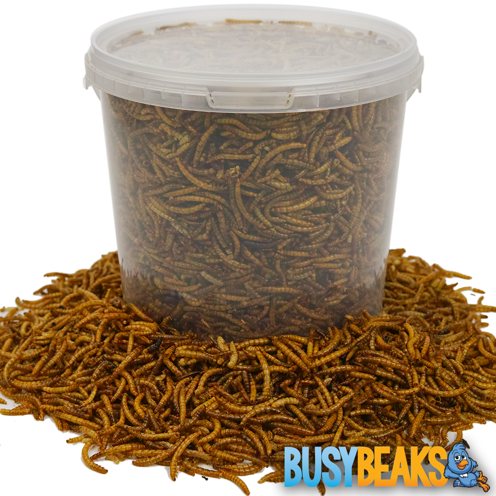 Dried Mealworms (Tubs)