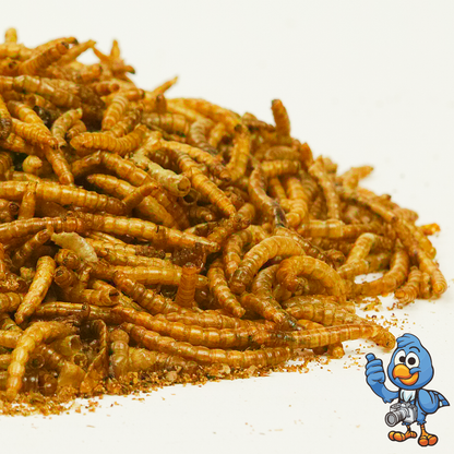 Dried Mealworms (Tubs)