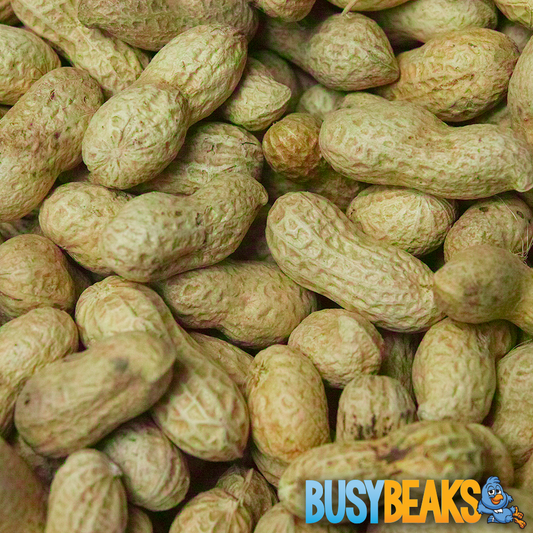 Monkey Nuts
