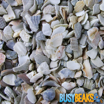 Hen Sized Oyster Shells