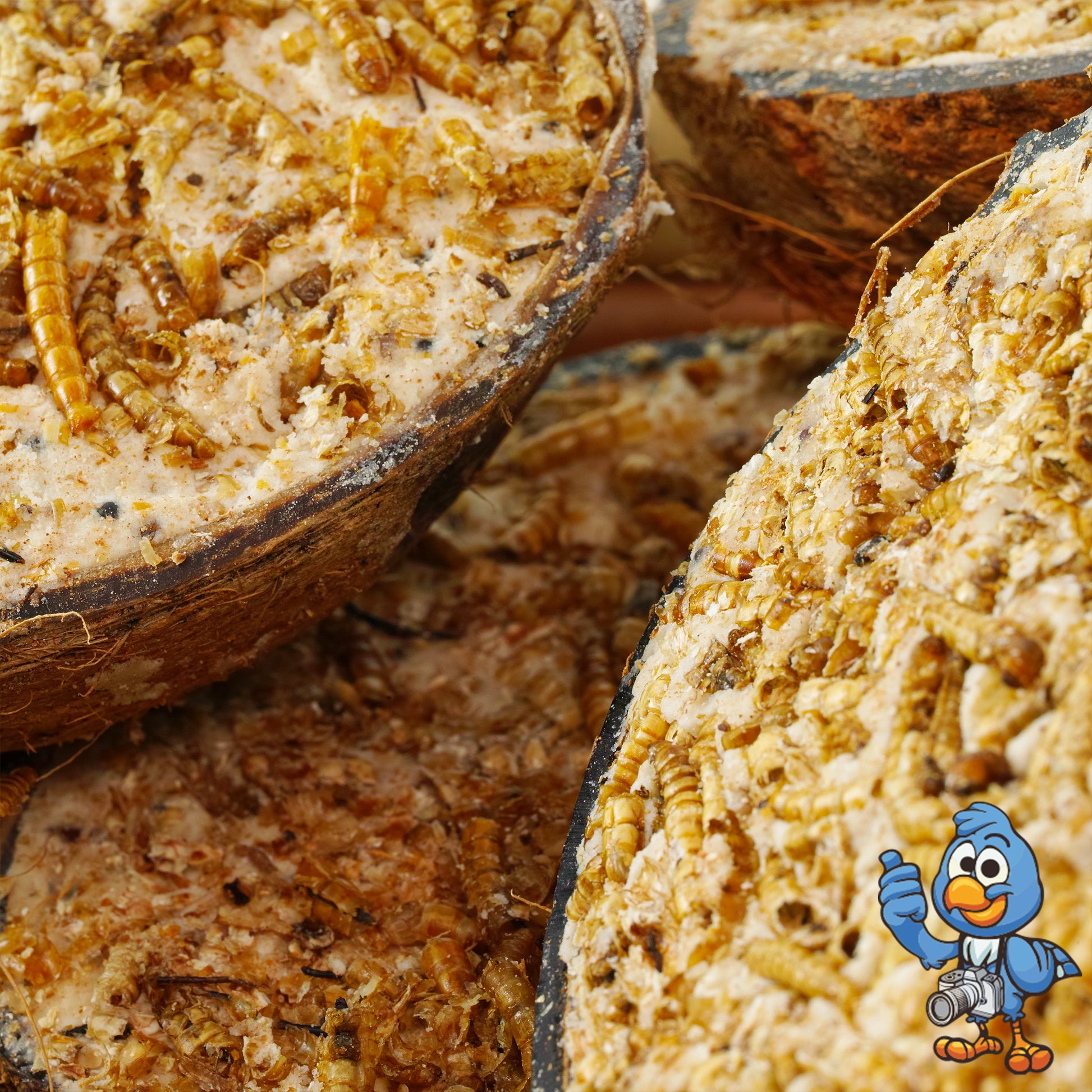 Mealworm Suet Filled Coconut Halves | BusyBeaks